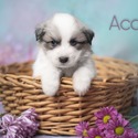 Acai - a Great Pyrenees puppy