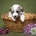 Dewberry - a Great Pyrenees puppy