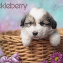 Huckleberry - a Great Pyrenees puppy