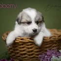Raspberry - a Great Pyrenees puppy
