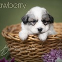 Strawberry - a Great Pyrenees puppy