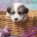 Strawberry - a Great Pyrenees puppy