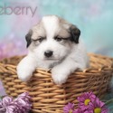 Blueberry - a Great Pyrenees puppy