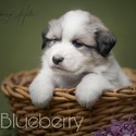 Blueberry - a Great Pyrenees puppy