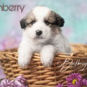 Cranberry - a Great Pyrenees puppy