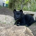 Kiwi - a German Shepherd Dog puppy