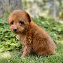 Tiffany - a Poodle puppy