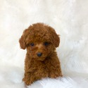 Teddy Bear - a Poodle puppy