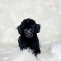 Beautiful - a Poodle puppy