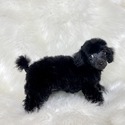 Beautiful - a Poodle puppy