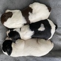 AKC SPRINGER SPANIEL PUPPIES - a English Springer Spaniel puppy