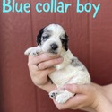 Blue collar boy - a Cockapoo puppy