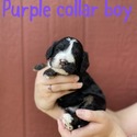 Purple collar boy - a Cockapoo puppy