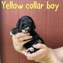 Yellow collar boy - a Cockapoo puppy