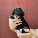 Red collar boy - a Cockapoo puppy