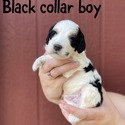 Black collar boy - a Cockapoo puppy