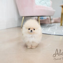 CLARA [TEACUP POMERANIAN] - a Pomeranian puppy