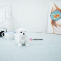 EMMA [TEACUP MALTESE] - a Maltese puppy