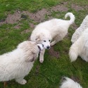 2 Females 1 Male - a Great Pyrenees puppy