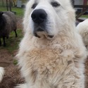 2 Females 1 Male - a Great Pyrenees puppy