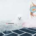 SOPHIA [TEACUP POMERANIAN] - a Pomeranian puppy