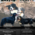 Bernese Mountain Dog for sale