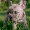 ROCKY - a French Bulldog puppy