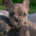 COOPER - a French Bulldog puppy