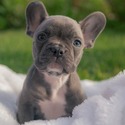 LUNA - a French Bulldog puppy