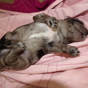 aussiedoodle - a Australian Shepherd puppy
