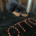 Otto - a Rottweiler puppy