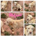 Yellow Labrador puppies - a Labrador Retriever puppy