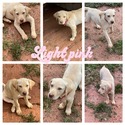 Yellow Labrador puppies - a Labrador Retriever puppy