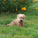 Norfolk Terrier for sale