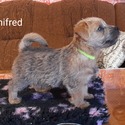 Winnifred - a Norfolk Terrier puppy