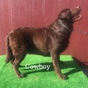 Cowboy Available For Stud Service - a Labrador Retriever puppy