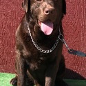 Cowboy Available For Stud Service - a Labrador Retriever puppy