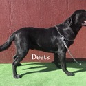 Deets Available For Stud Service - a Labrador Retriever puppy