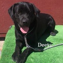 Deets Available For Stud Service - a Labrador Retriever puppy