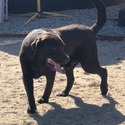 Woody Available For Stud Service - a Labrador Retriever puppy
