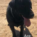 Ace Available For Stud Service - a Labrador Retriever puppy