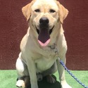 Frontier Available For Stud Service - a Labrador Retriever puppy