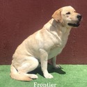 Frontier Available For Stud Service - a Labrador Retriever puppy
