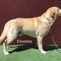 Frontier Available For Stud Service - a Labrador Retriever puppy
