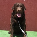 Cadbury Available For Stud Service - a Labrador Retriever puppy