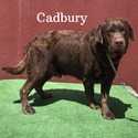 Cadbury Available For Stud Service - a Labrador Retriever puppy