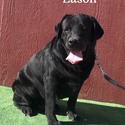 Eason Available For Stud Service - a Labrador Retriever puppy