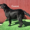 Eason Available For Stud Service - a Labrador Retriever puppy
