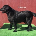 Eason Available For Stud Service - a Labrador Retriever puppy