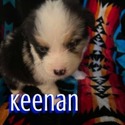 Keenan - a Alaskan Husky puppy